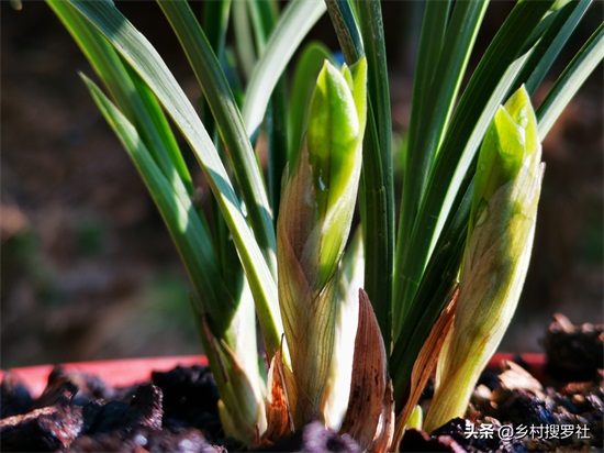 兰花很香,能不能放室内-(兰花可以放在卧室吗)