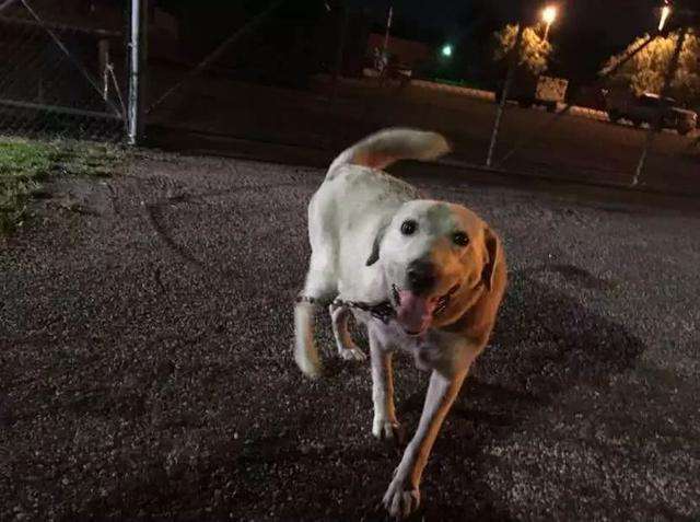流浪狗跟着人走寓意(流浪狗一直跟着自己代表什么)