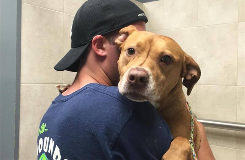 流浪狗跟着人走寓意(流浪狗一直跟着自己代表什么)