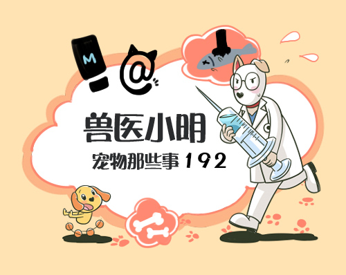 流浪狗跟着人走寓意(流浪狗一直跟着自己代表什么)