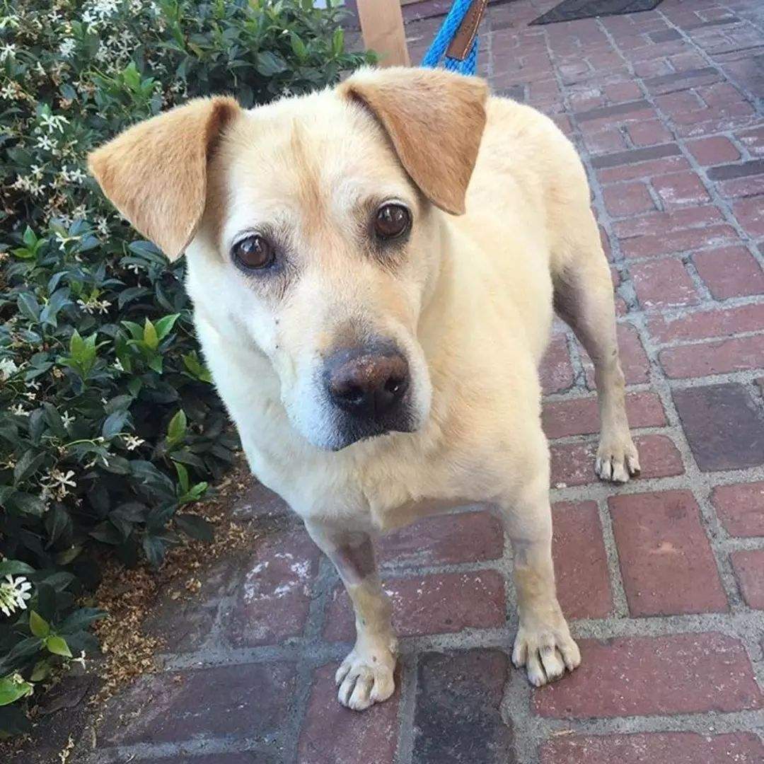 流浪狗跟着人走寓意(流浪狗一直跟着自己代表什么)