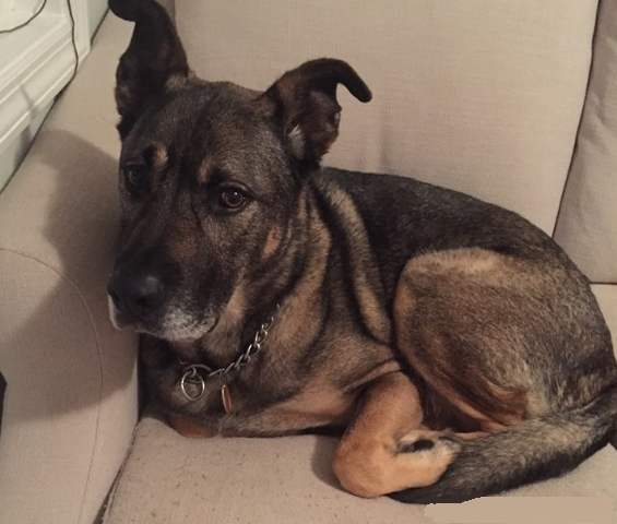 流浪狗跟着人走寓意(流浪狗一直跟着自己代表什么)