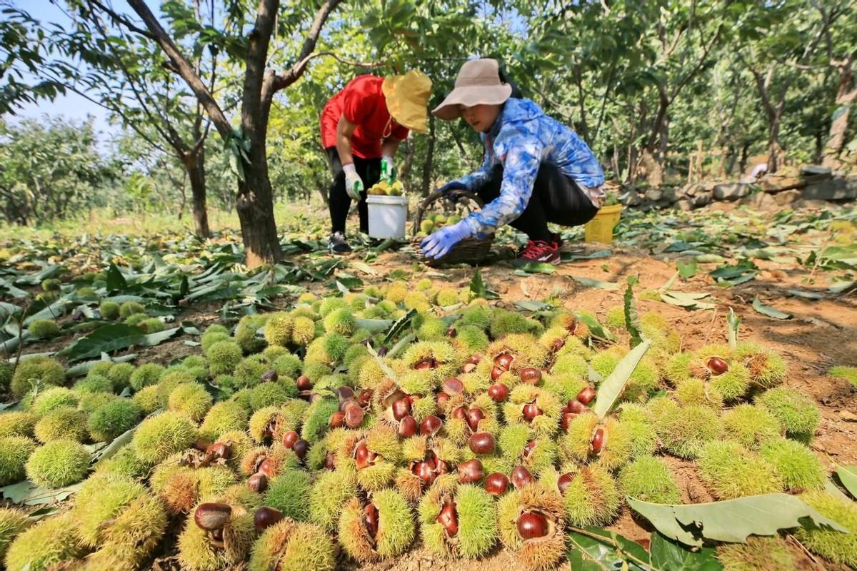 中国板栗哪里的最好(中国板栗之乡排名前十)