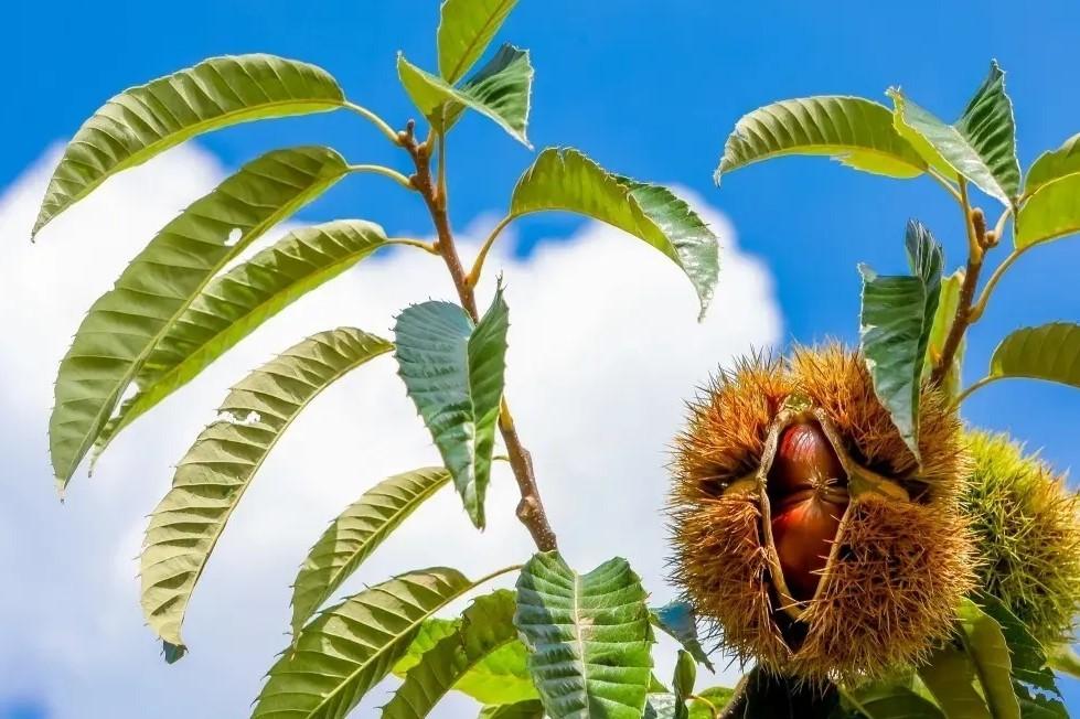 中国板栗哪里的最好(中国板栗之乡排名前十)