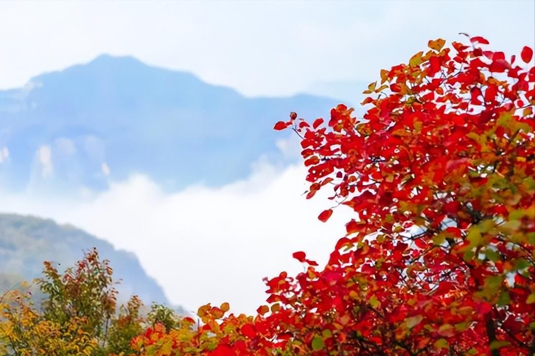 永嘉四灵是什么时期出现的诗歌流派(永嘉四灵指的是哪四位诗人)