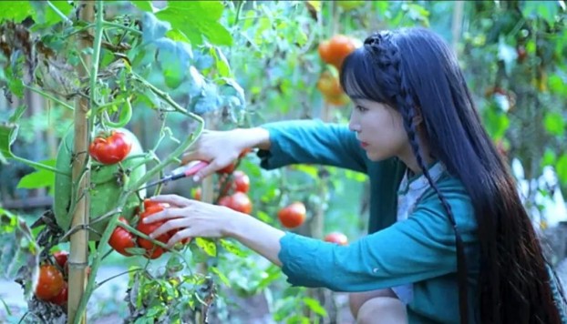 网红李子柒为什么停更呢，李子柒事件是怎么回事