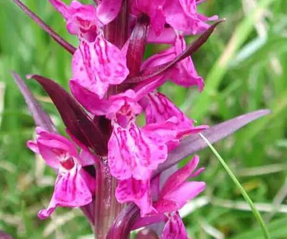 最坚韧的土耳其冰淇淋（世界冰淇淋巡礼）(12)