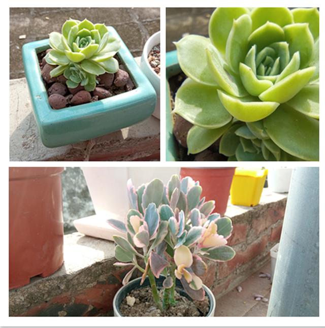 小米redmi评测蓝色（0202年小米最便宜的入门级智能机）(18)