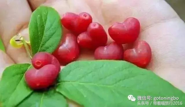 12种好吃的水果（这些水果真的有见过）(1)