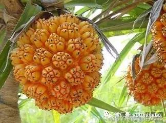 12种好吃的水果（这些水果真的有见过）(11)