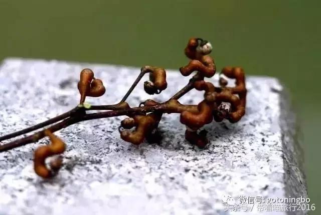 12种好吃的水果（这些水果真的有见过）(13)