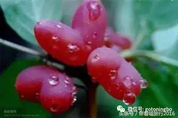 12种好吃的水果（这些水果真的有见过）(2)