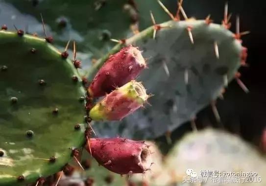 12种好吃的水果（这些水果真的有见过）(28)