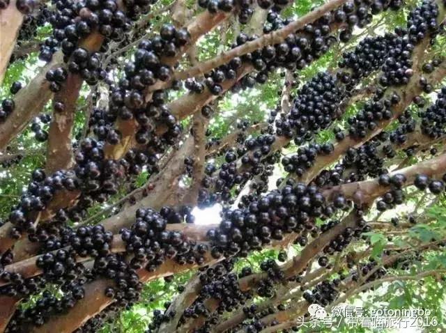 12种好吃的水果（这些水果真的有见过）(12)