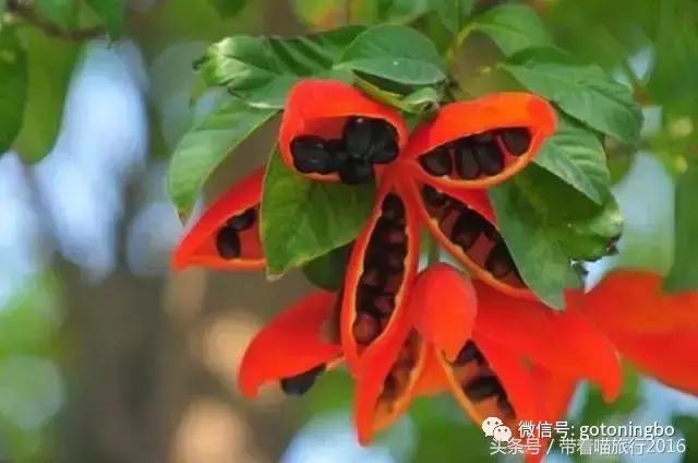 12种好吃的水果（这些水果真的有见过）(32)