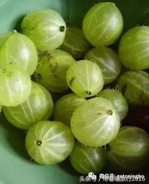 12种好吃的水果（这些水果真的有见过）(23)