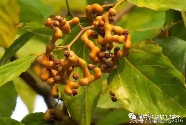 12种好吃的水果（这些水果真的有见过）(14)