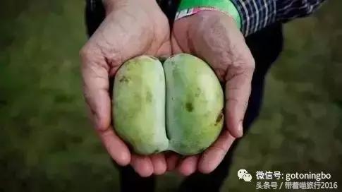 12种好吃的水果（这些水果真的有见过）(21)