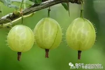 12种好吃的水果（这些水果真的有见过）(24)