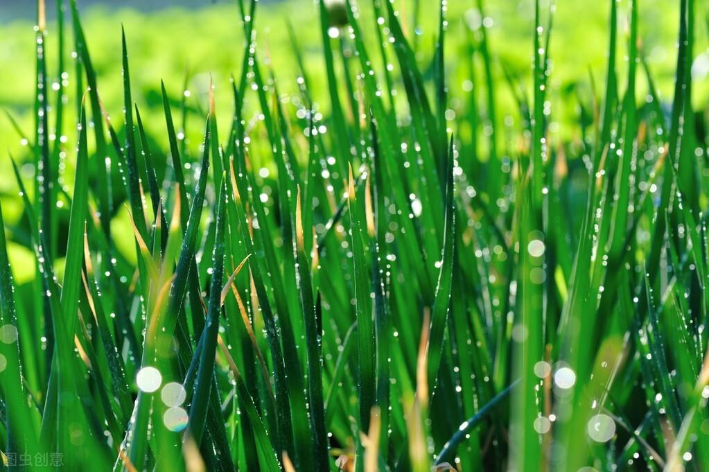 小葱怎么种发芽快（家里小葱种子怎么种植方法）