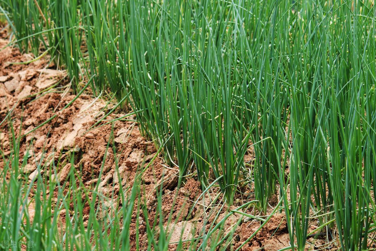 小葱怎么种发芽快（家里小葱种子怎么种植方法）