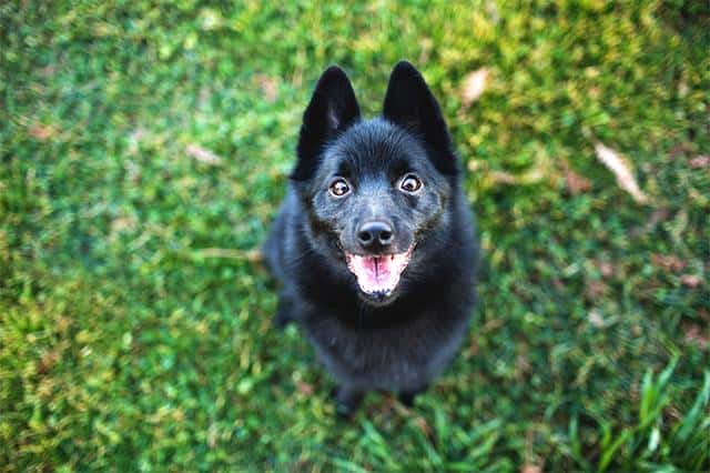 小型犬最聪明的狗排名（最聪明的小型犬排名榜）