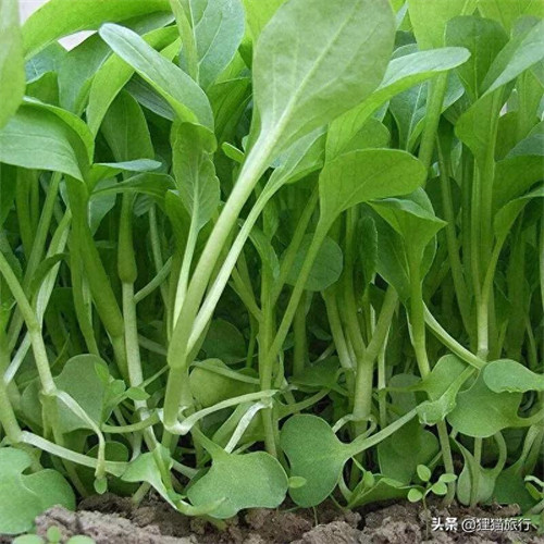 上海青为什么叫上海青(上海青名字的由来)