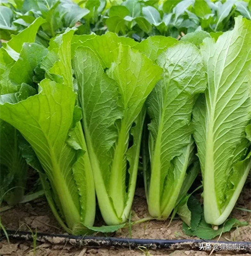 上海青为什么叫上海青(上海青名字的由来)