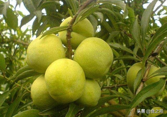 最好吃的李子品种介绍（最好吃的李子品种排名前10名）