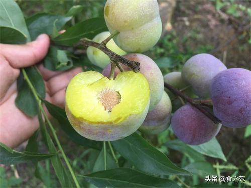 最好吃的李子品种介绍（最好吃的李子品种排名前10名）