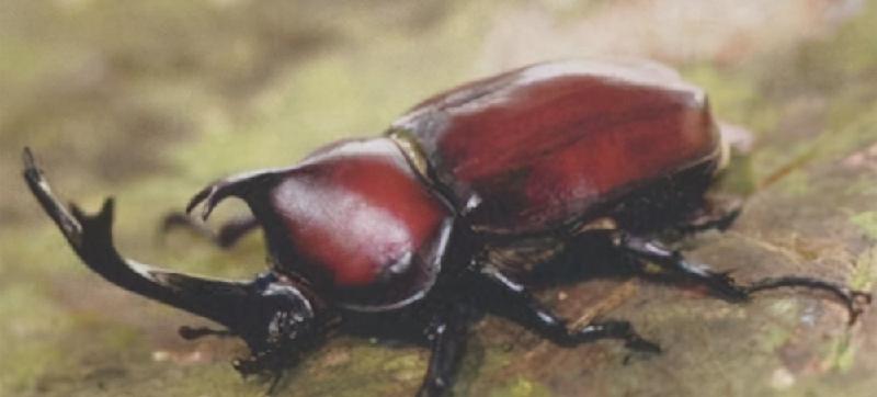 最大的竹节虫有多长（世界上最大的昆虫有多大）