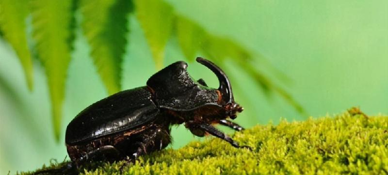 最大的竹节虫有多长（世界上最大的昆虫有多大）