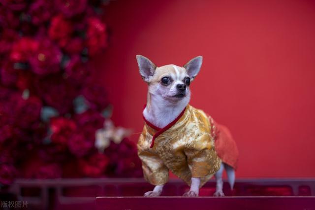 狗的平均寿命是多久（狗狗平均寿命大调查）(1)