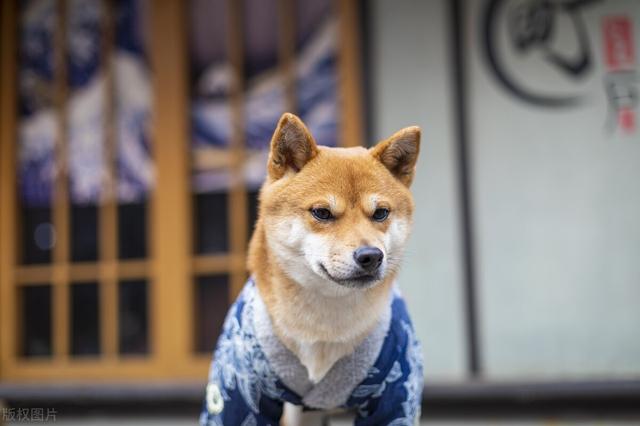 狗的平均寿命是多久（狗狗平均寿命大调查）(3)