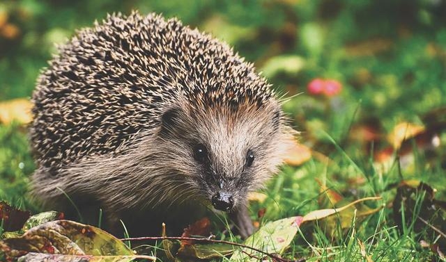 东北五仙是什么仙，传说的东北五大仙简介