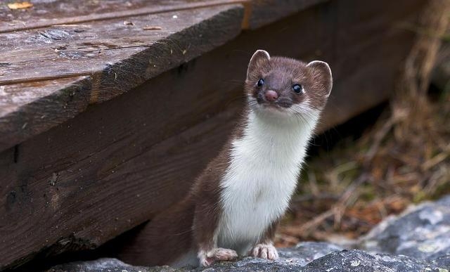 东北五仙是什么仙，传说的东北五大仙简介