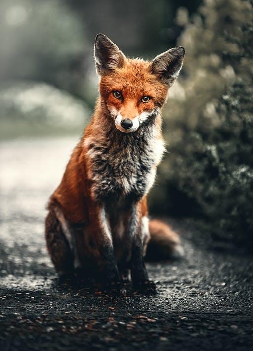 东北五仙是什么仙，传说的东北五大仙简介