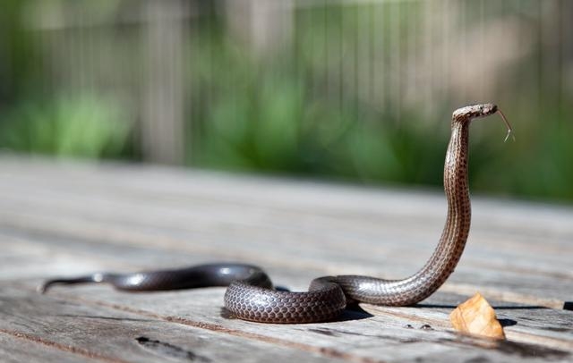 东北五仙是什么仙，传说的东北五大仙简介