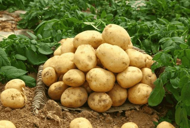 土豆怎么保存不发芽-6种妙招帮你解决!（土豆怎么保存不发芽）