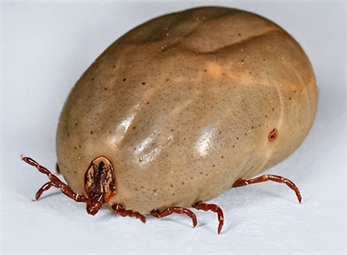 牛身上的蜱虫用什么药(黄牛蜱虫全身清除方法)