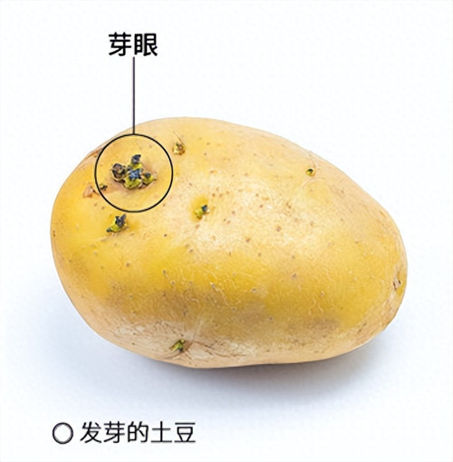 土豆是根还是茎(土豆吃的是它的什么部位)