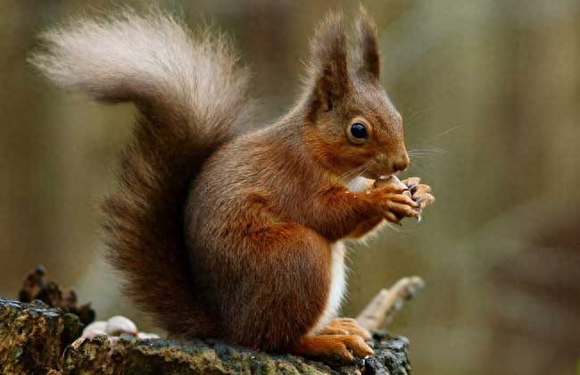 松鼠的尾巴有什么作用(松鼠的尾巴能干什么)