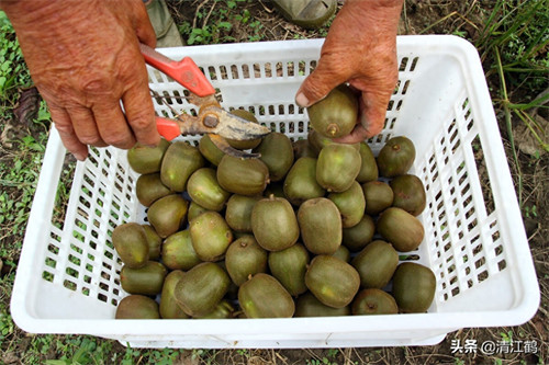 猕猴桃种植有几个阶段(猕猴桃的种植方式)