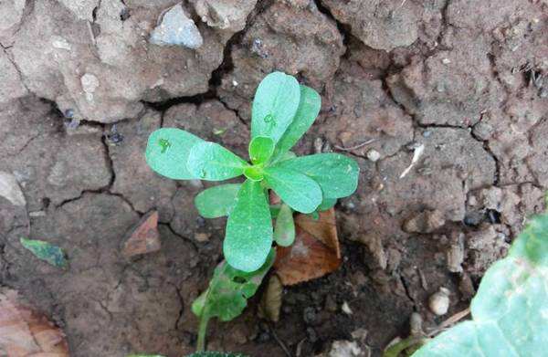 马齿菜的吃法(新鲜马齿苋怎么吃法)