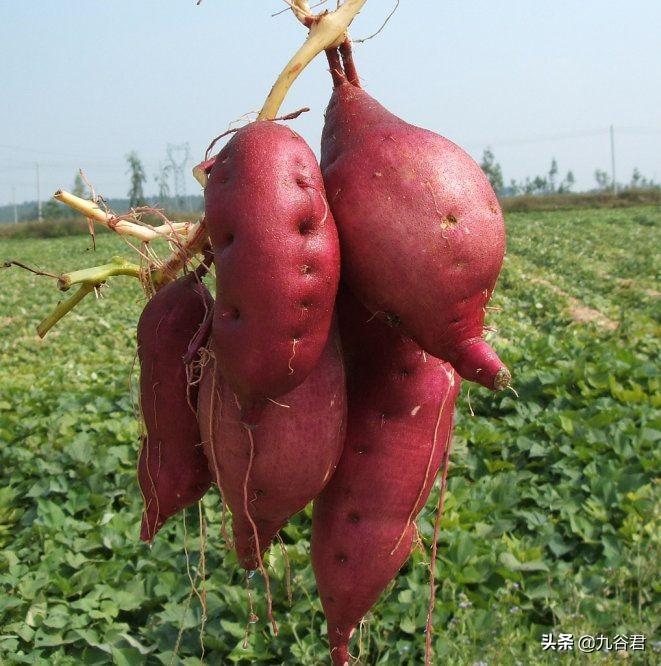 中国红薯的由来(红薯传入中国的故事)