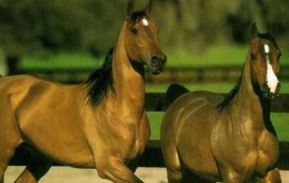 历史上的汗血宝马