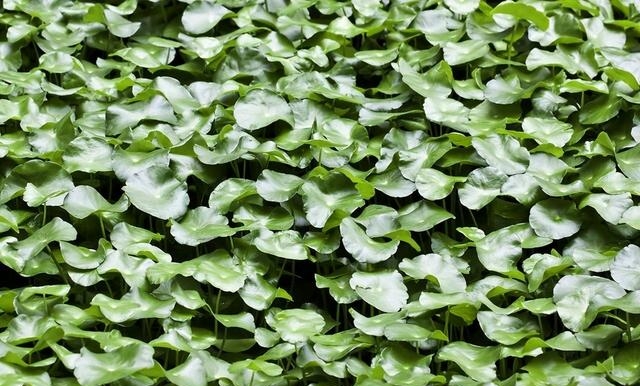 积雪草对皮肤的作用与功效，积雪草的营养价值