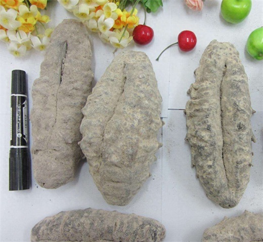 你没见过的“猪婆参”！