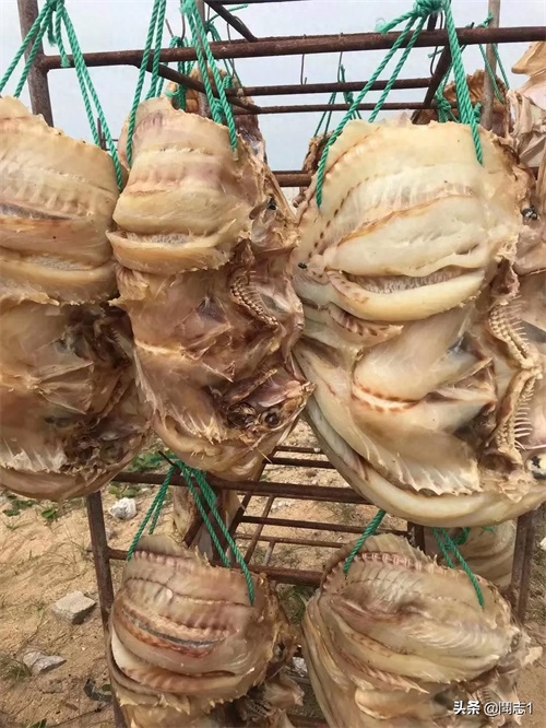 海南儋州海头红鱼干
红鱼的学名为红鳍笛鲷,又名红鱼。