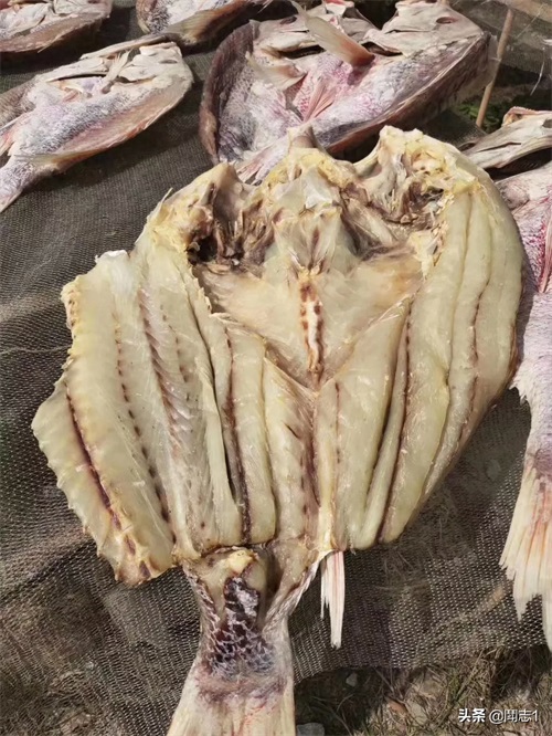 海南儋州海头红鱼干
红鱼的学名为红鳍笛鲷,又名红鱼。
